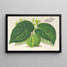 Begonia imperialis var. smaragdina - Charles Antoine Lemaire — gerahmtes Bild an der Wand