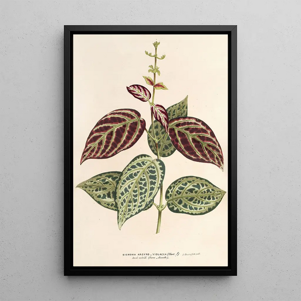 Charles Antoine Lemaire - Bignonia argyreoviolascens.webp