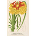 Blandfordia Cunninghamii - Charles Antoine Lemaire — Ansicht des Kunstwerks