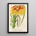 Blandfordia Cunninghamii - Charles Antoine Lemaire — gerahmtes Bild an der Wand