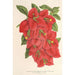 Bougainvillea spectabilis - Charles Antoine Lemaire — Ansicht des Kunstwerks