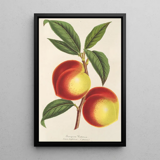 Charles Antoine Lemaire - Brugnon Victoria.webp