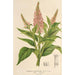 Buddleia curviflora - Charles Antoine Lemaire — Ansicht des Kunstwerks