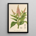 Buddleia curviflora - Charles Antoine Lemaire — gerahmtes Bild an der Wand