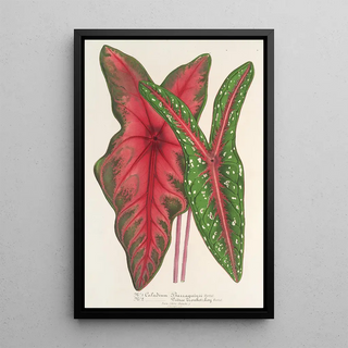 Charles Antoine Lemaire - Caladium Baraquinii Troubetzkoy.webp