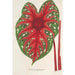 Reproduktion des Gemäldes Caladium Duc Adolphe de Nassau - Charles Antoine Lemaire