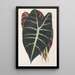 Reproduktion des Gemäldes Caladium Lowii - Charles Antoine Lemaire