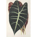 Reproduktion des Gemäldes Caladium Lowii - Charles Antoine Lemaire