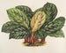 Calathea Maranta hieroglyphisch - Charles Antoine Lemaire — Ansicht des Kunstwerks