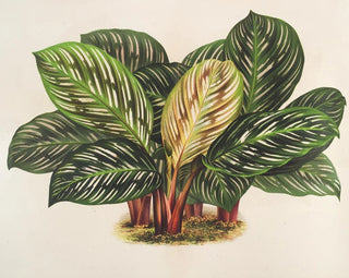 Calathea Maranta hieroglyphisch - Charles Antoine Lemaire — Ansicht des Kunstwerks