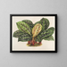 Calathea Maranta hieroglyphisch - Charles Antoine Lemaire — gerahmtes Bild an der Wand