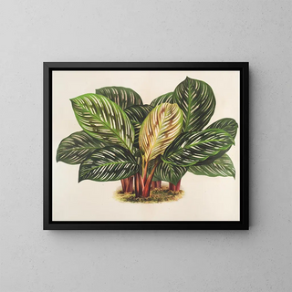 Calathea Maranta hieroglyphisch - Charles Antoine Lemaire — gerahmtes Bild an der Wand
