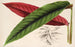 Calathea Maranta nigrocostata - Charles Antoine Lemaire — Ansicht des Kunstwerks