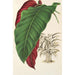 Calathea arrecta - Charles Antoine Lemaire — Ansicht des Kunstwerks