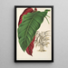 Calathea arrecta - Charles Antoine Lemaire — gerahmtes Bild an der Wand