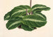 Calathea undulata - Charles Antoine Lemaire — Ansicht des Kunstwerks
