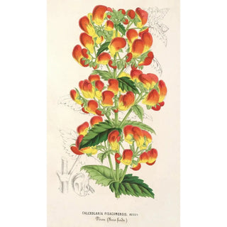 Charles Antoine Lemaire - Calceolaria pisacomensis.webp