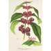 Reproduktion des Gemäldes Callicarpa purpurea - Charles Antoine Lemaire