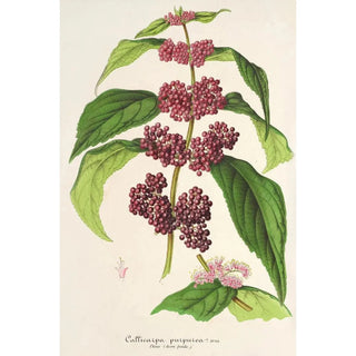 Charles Antoine Lemaire - Callicarpa purpurea.webp
