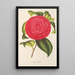 Camellia Adriana - Charles Antoine Lemaire — gerahmtes Bild an der Wand
