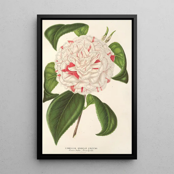 Charles Antoine Lemaire - Camellia Angelo Cocchi.webp