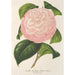 Reproduktion des Gemäldes Camellia Archiduc Étienne - Charles Antoine Lemaire