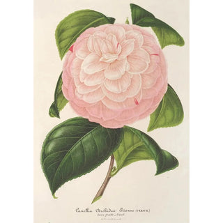 Charles Antoine Lemaire - Camellia Archiduc tienne.webp