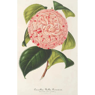 Charles Antoine Lemaire - Camellia Bella Romana.webp