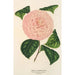 Camellia Caterina Rossi - Charles Antoine Lemaire — Ansicht des Kunstwerks