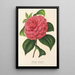 Camellia Clodia - Charles Antoine Lemaire — gerahmtes Bild an der Wand