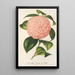 Reproduktion des Gemäldes Camellia Comte de Toll - Charles Antoine Lemaire