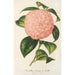 Reproduktion des Gemäldes Camellia Comte de Toll - Charles Antoine Lemaire