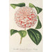 Reproduktion des Gemäldes Camellia Comtesse Lavinia Maggi - Charles Antoine Lemaire