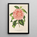 Reproduktion des Gemäldes Camellia Contessa Pasolini - Charles Antoine Lemaire