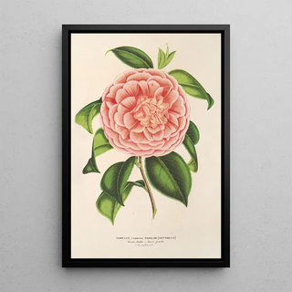 Charles Antoine Lemaire - Camellia Contessa Pasolini.webp