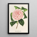 Camellia Contessa Tozzoni - Charles Antoine Lemaire — gerahmtes Bild an der Wand