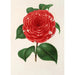 Camellia Don Carlos Ferdinando - Charles Antoine Lemaire — Ansicht des Kunstwerks