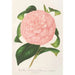 Reproduktion des Gemäldes Camellia Duchesse de Nassau - Charles Antoine Lemaire