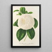 Camellia Fanny Sanchioli - Charles Antoine Lemaire — gerahmtes Bild an der Wand