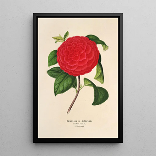 Charles Antoine Lemaire - Camellia Il Giogello.webp