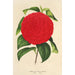 Camellia Italia unita - Charles Antoine Lemaire — Ansicht des Kunstwerks