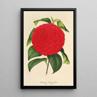 Charles Antoine Lemaire - Camellia Italia unita.webp