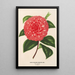 Camellia Madame Rudolph Abel - Charles Antoine Lemaire — gerahmtes Bild an der Wand