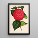 Camellia Marchesa Davia - Charles Antoine Lemaire — gerahmtes Bild an der Wand