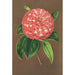 Camellia Matteo Malfino Hybrid - Charles Antoine Lemaire — Ansicht des Kunstwerks