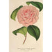 Camellia Mme de Cannart d'Hamal - Charles Antoine Lemaire — Ansicht des Kunstwerks