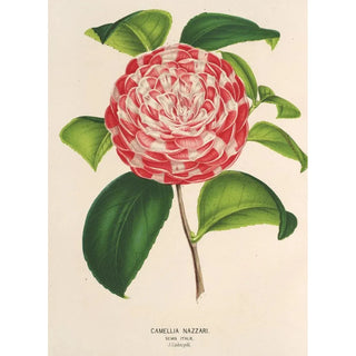 Charles Antoine Lemaire - Camellia Nazzari.webp