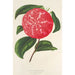 Camellia Ninfa del Tebro - Charles Antoine Lemaire — Ansicht des Kunstwerks