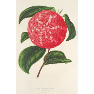 Charles Antoine Lemaire - Camellia Ninfa del Tebro.webp