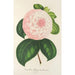 Reproduktion des Gemäldes Camellia Königin der Schönheiten - Charles Antoine Lemaire